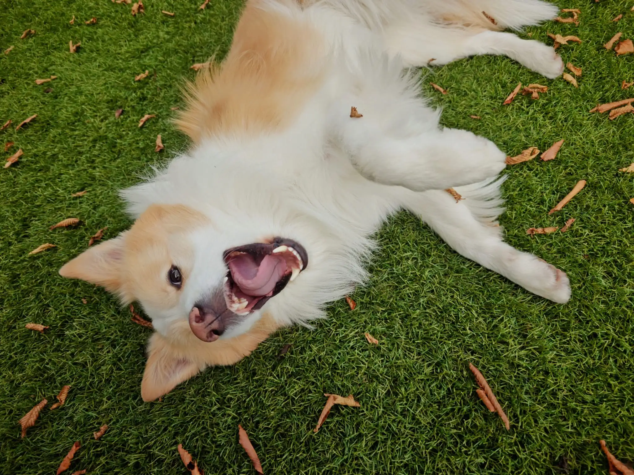 Entretien du gazon synthétique Royal Grass chiens