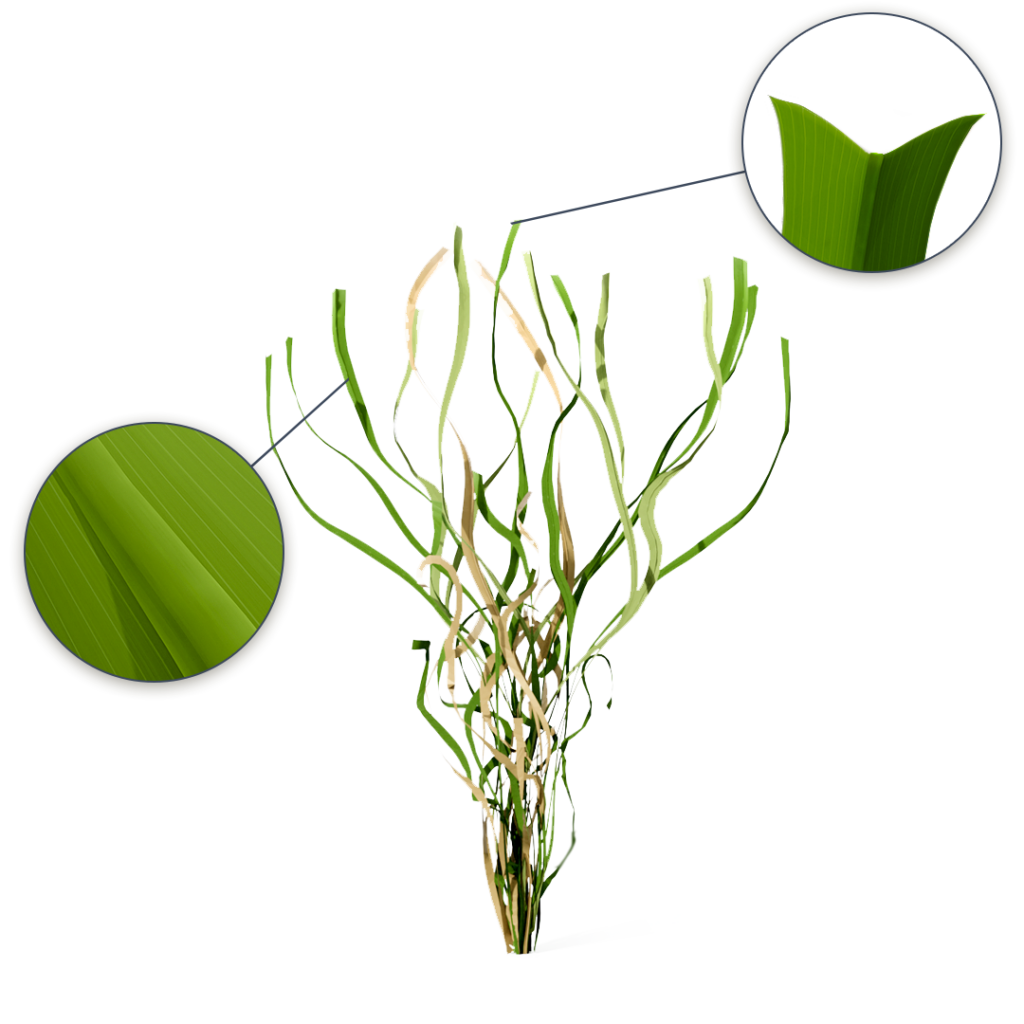 Royal Grass technolgie V-Shape gazon artificiel