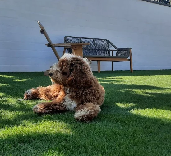 Extérieurs en Scène gras synthétique chiens